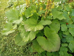 Ligularia stenocephala