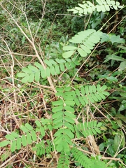 Abrus precatorius