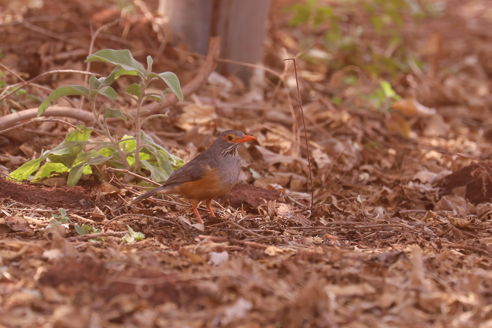 Bare-eyed Thrush (Turdus tephronotus), photo 6