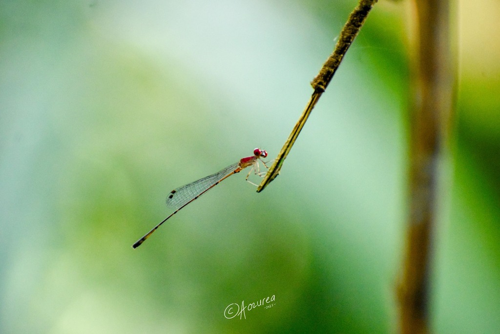 Elattoneura aurantiaca (Elattoneura aurantiaca)