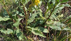 Solidago virgaurea taurica