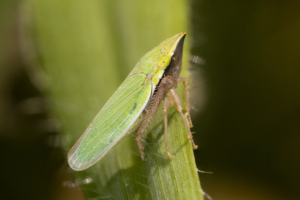 Draeculacephala antica