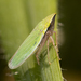 Draeculacephala antica - Photo (c) solomon hendrix,  זכויות יוצרים חלקיות (CC BY-NC), הועלה על ידי solomon hendrix
