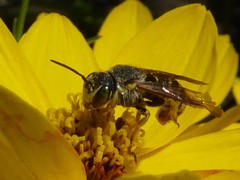 Dianthidium subparvum