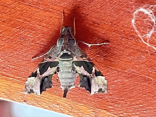 Unzela japix discrepans