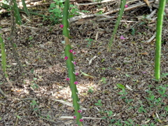 Lepismium cruciforme