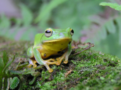 Taipei Flying Frog photo 3
