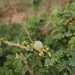 Acacia oerfota