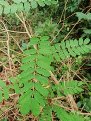 Abrus precatorius