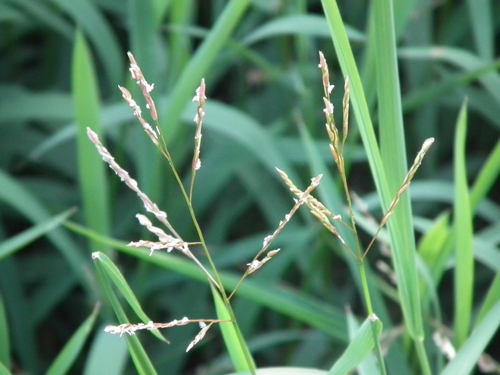 Leersia japonica iNat (1)