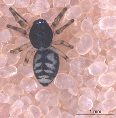 Linyphantes orcinus