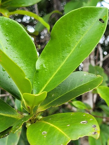 Foto de Capororoca
