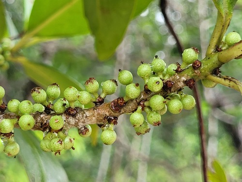 Foto de Capororoca