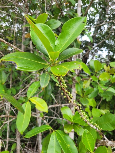 Foto de Capororoca