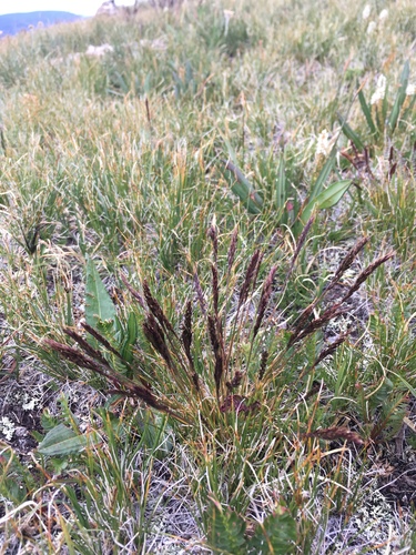 smallflower fescue (Festuca minutiflora)