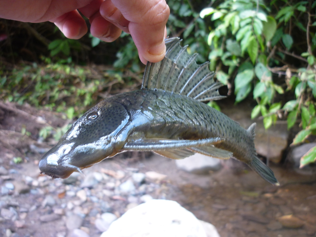 Chaetostoma stroumpoulos