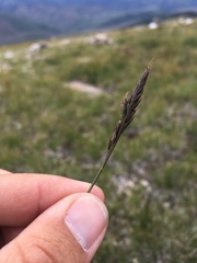 Festuca minutiflora