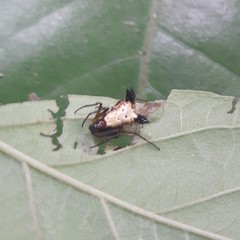Micrathena duodecimspinosa