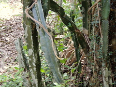 Leptophis ahaetulla marginatus