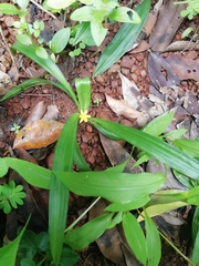 Curculigo orchioides