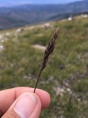 Festuca minutiflora