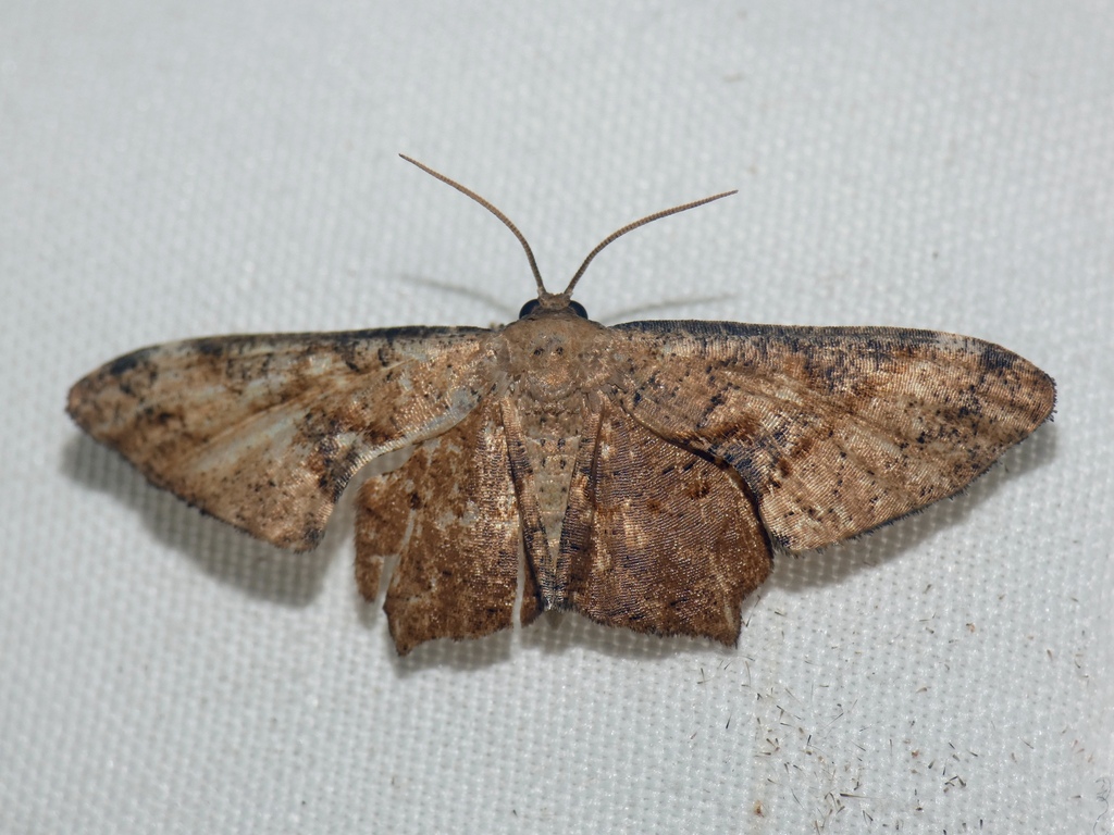Monobolodes fuscibrunnea