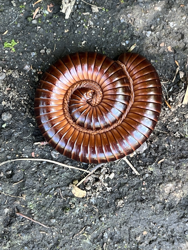 Doratogonus praealtus