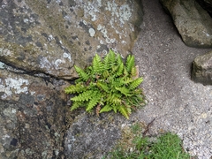 Asplenium marinum