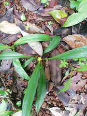 Curculigo orchioides