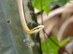Leptophis ahaetulla marginatus