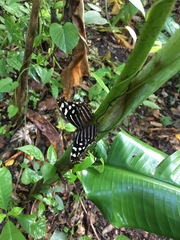 Myscelia cyaniris cyaniris