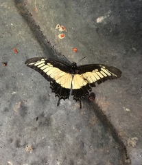 Heraclides androgeus epidaurus