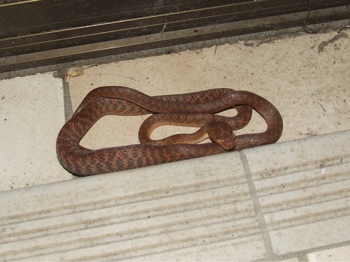 Brown Tree Snake sighting