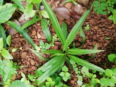 Curculigo orchioides