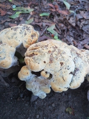 Pseudoinonotus