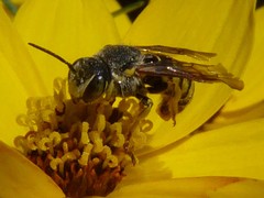 Dianthidium subparvum