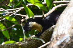 Ratufa bicolor