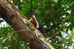 Ratufa bicolor
