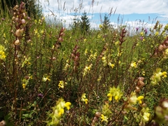 Rhinanthus glacialis