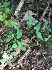 Lathyrus ochroleucus