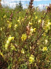 Rhinanthus glacialis