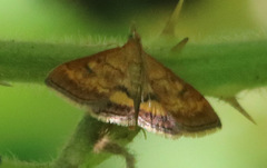 Pyrausta californicalis