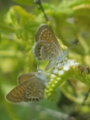 Brephidium pseudofea