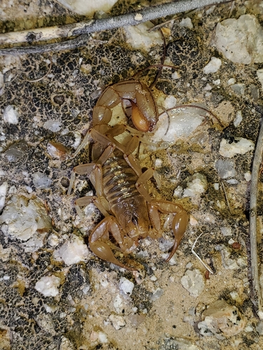 Stripe-tailed Scorpion photo 3