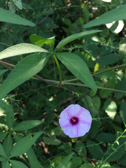 Ipomoea heptaphylla