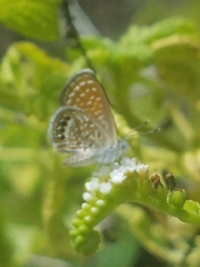 Brephidium pseudofea