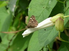 Pararge aegeria