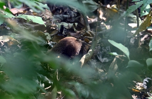 Common Kusimanse