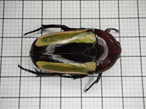 Chlorocala guerini