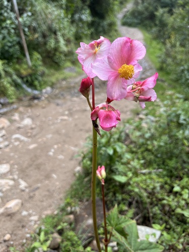 Foto de Azedinha